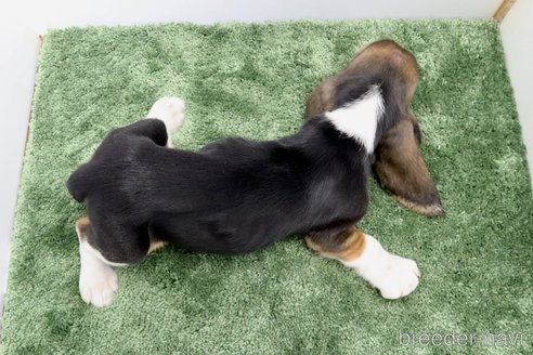 成約済の群馬県のバセットハウンド-312499の7枚目