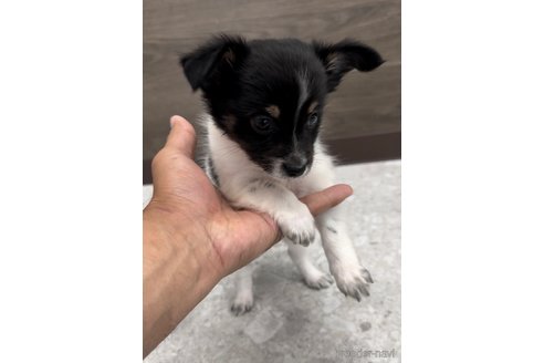 成約済の福岡県のミックス犬-314452の5枚目