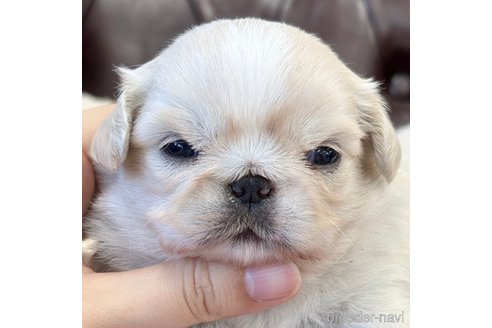成約済の香川県のミックス犬-316298