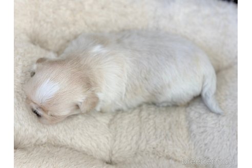 成約済の香川県のミックス犬-316298の5枚目