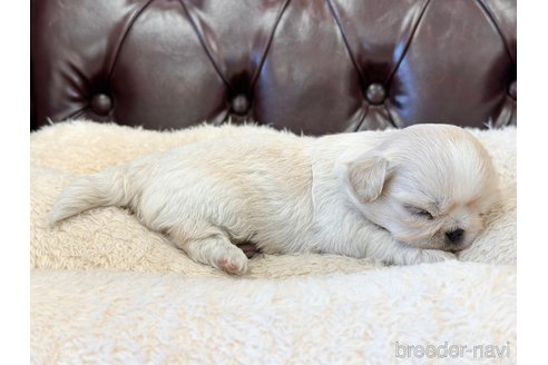 成約済の香川県のミックス犬-316298の3枚目