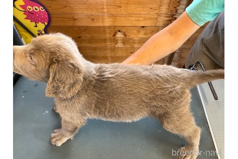 成約済の千葉県のワイマラナー-316300の3枚目