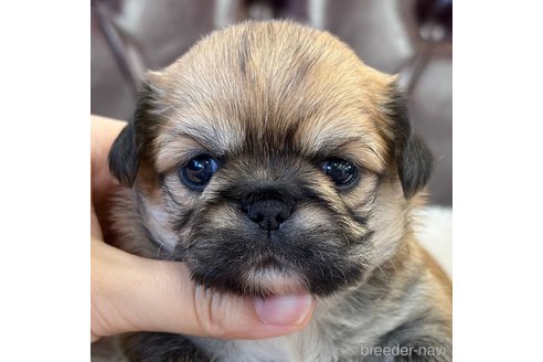 成約済の香川県のミックス犬-316303の1枚目