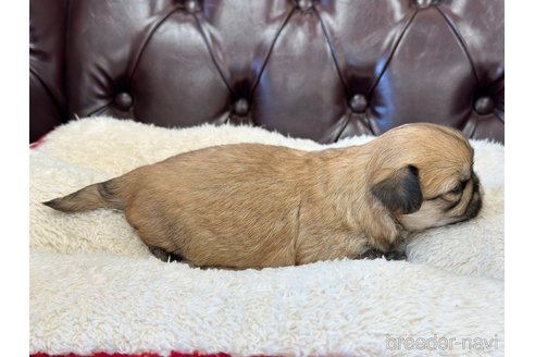 成約済の香川県のミックス犬-316303の3枚目