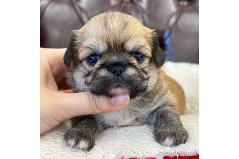 成約済の香川県のミックス犬-316303の5枚目