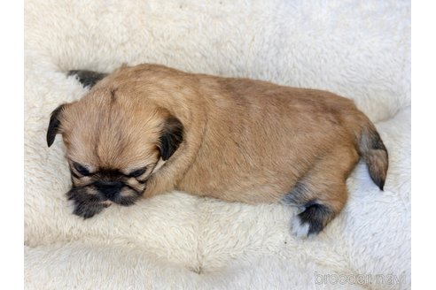 成約済の香川県のミックス犬-316303の7枚目
