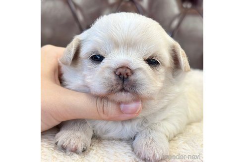 成約済の香川県のミックス犬-316305の1枚目