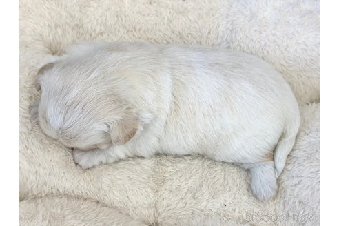 成約済の香川県のミックス犬-316305の3枚目