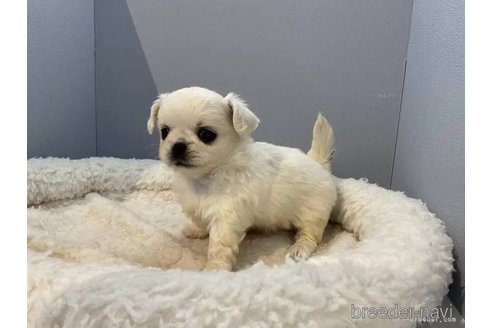成約済の北海道のミックス犬-316334の2枚目