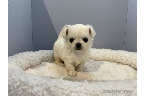 成約済の北海道のミックス犬-316334の3枚目