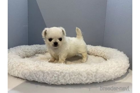 成約済の北海道のミックス犬-316334の4枚目
