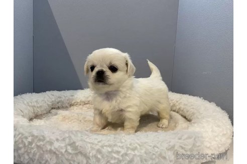 成約済の北海道のミックス犬-316335の4枚目