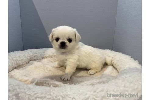 成約済の北海道のミックス犬-316335の2枚目