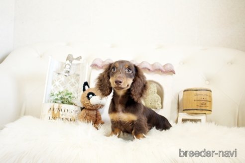 成約済の佐賀県のカニンヘンダックスフンド(ロングヘアード)-303404の5枚目