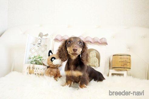 成約済の佐賀県のカニンヘンダックスフンド(ロングヘアード)-303404の4枚目