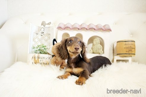 成約済の佐賀県のカニンヘンダックスフンド(ロングヘアード)-303404の3枚目