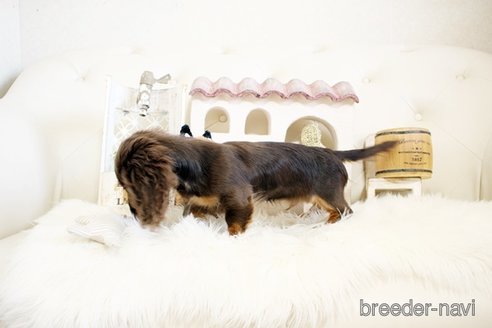 成約済の佐賀県のカニンヘンダックスフンド(ロングヘアード)-303404の2枚目