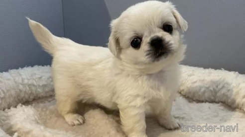 成約済の北海道のミックス犬-316335の1枚目