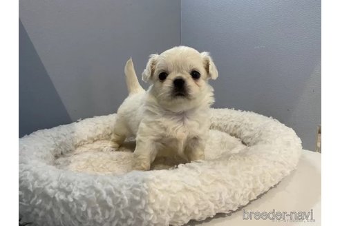 成約済の北海道のミックス犬-316338の3枚目