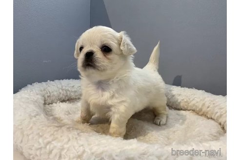 成約済の北海道のミックス犬-316338の2枚目