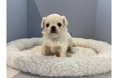 成約済の北海道のミックス犬-316338の4枚目
