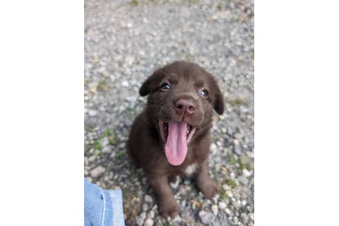 成約済の宮崎県のミックス犬-313353の3枚目
