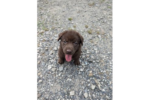 成約済の宮崎県のミックス犬-313353の4枚目