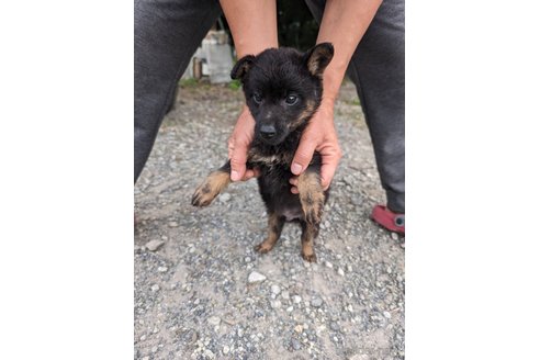 成約済の宮崎県のミックス犬-312912の3枚目