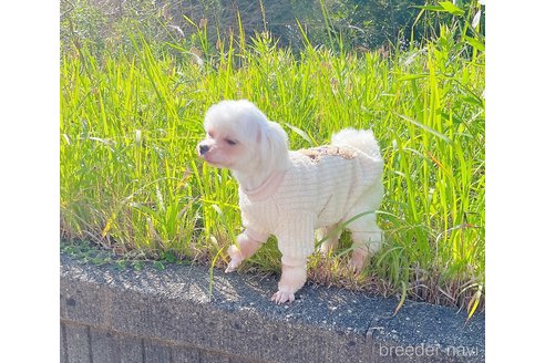 成約済の千葉県のマルチーズ-316350の5枚目