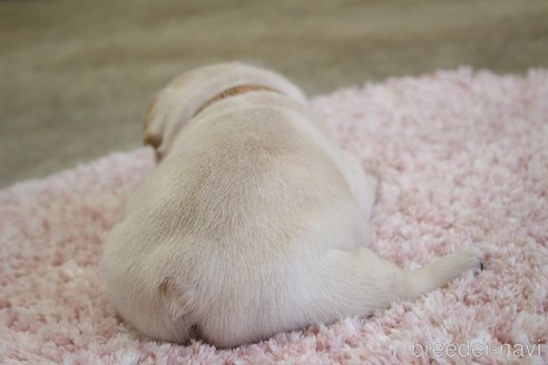 成約済の愛知県のフレンチブルドッグ-313231の10枚目