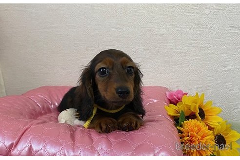 成約済の千葉県のカニンヘンダックスフンド(ロングヘアード)-316360の1枚目