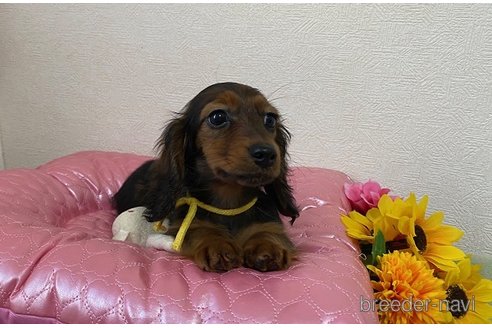 成約済の千葉県のカニンヘンダックスフンド(ロングヘアード)-316360の2枚目