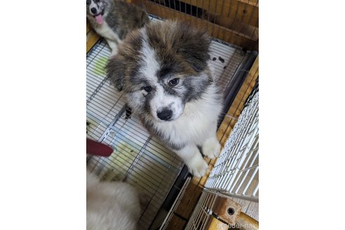 成約済の群馬県の秋田犬-315238の4枚目