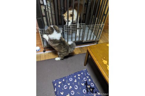 成約済の群馬県の秋田犬-315238の3枚目