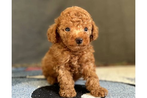 成約済の大阪府のトイプードル-309358の3枚目