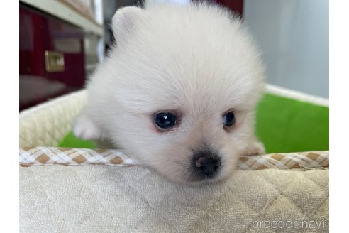 成約済の岐阜県のポメラニアン-316382の2枚目