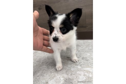 成約済の福岡県のミックス犬-314453の2枚目