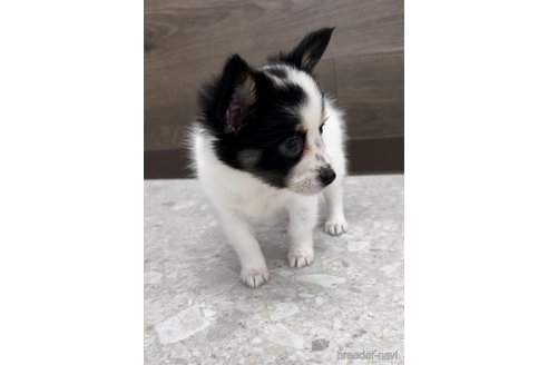 成約済の福岡県のミックス犬-314453の3枚目