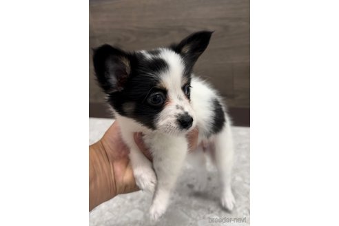 成約済の福岡県のミックス犬-314453の4枚目