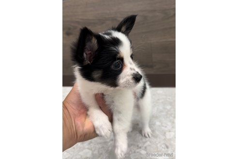 成約済の福岡県のミックス犬-314453の5枚目