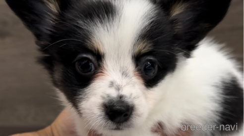 成約済の福岡県のミックス犬-314453