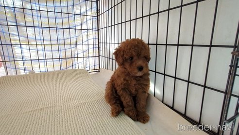 成約済の茨城県のトイプードル-314608の6枚目