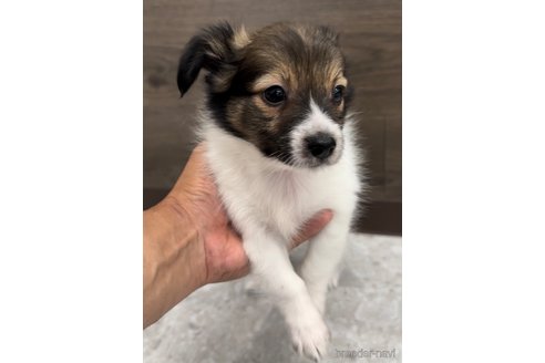 成約済の福岡県のミックス犬-314416の5枚目