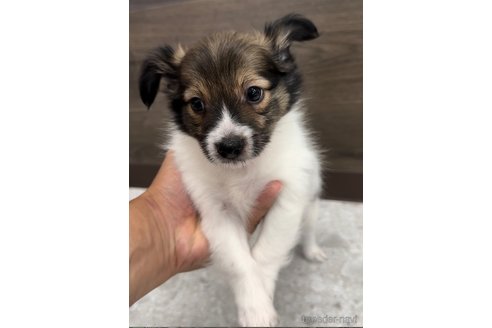 成約済の福岡県のミックス犬-314416の2枚目