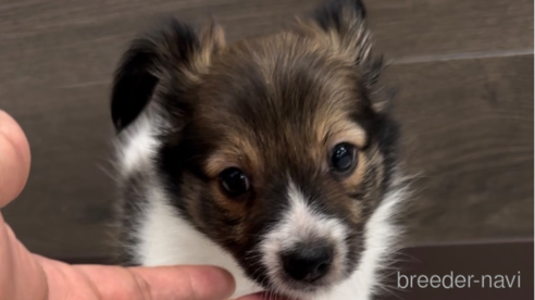 成約済の福岡県のミックス犬-314416の1枚目