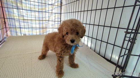 成約済の茨城県のトイプードル-316393の6枚目