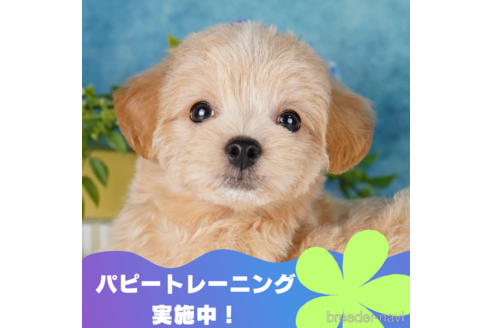成約済の静岡県のチワプー:チワワ×トイプードル-315878の1枚目