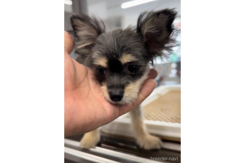 成約済の福岡県のチワマル:チワワ×マルチーズ-300323の3枚目