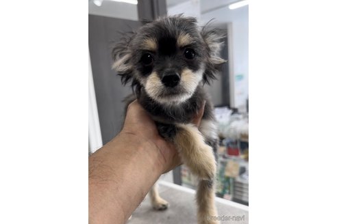 成約済の福岡県のチワマル:チワワ×マルチーズ-300323の4枚目