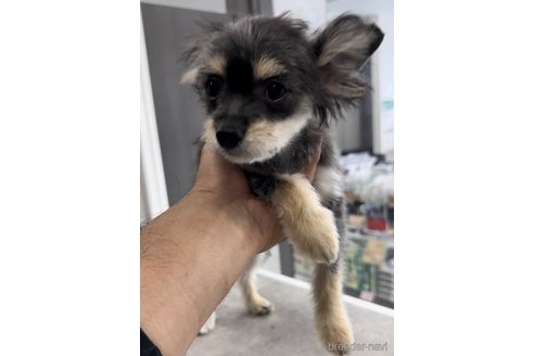 成約済の福岡県のチワマル:チワワ×マルチーズ-300323の5枚目